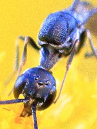 Gasteruption jaculator